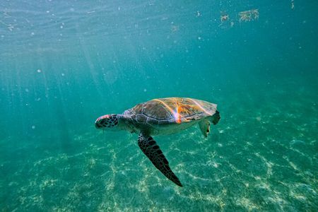 "Private Snorkeling with Turtles EN Akumal + Photos Included"