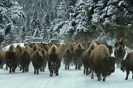Big Sky Winter Wildlife Safari Lamar Valley Breakfast and Lunch