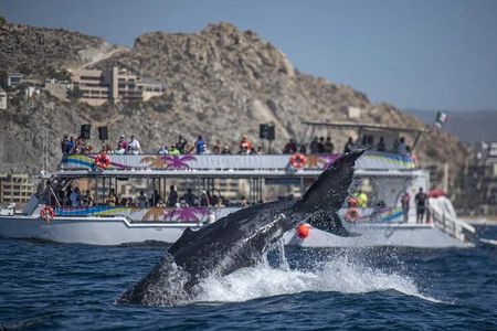 World Class Whale Watching with Breakfast & Open Bar