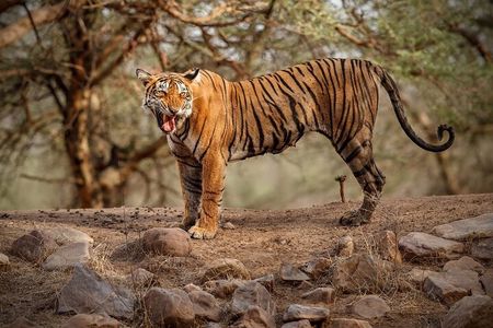 Ranthambore Tiger Safari : Wilderness Experience India