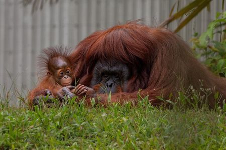 Orangutan Island, A Responsible Wildlife Sanctuary Experience
