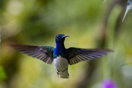 tour to Mindo (Cloud forest) from Quito - Adventure & Nature.