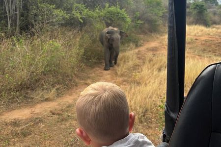 Udawalawa National Park Safari from Ahungalla,kosgoda,bentota