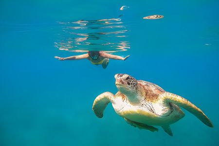 From Marsa Alam: Marsa Mubarak Snorkeling : Sea Turtles & Dugong