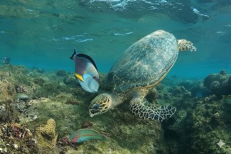 Sharm El Naga Full Day Snorkeling with Turtles & Lunch – Hurghada