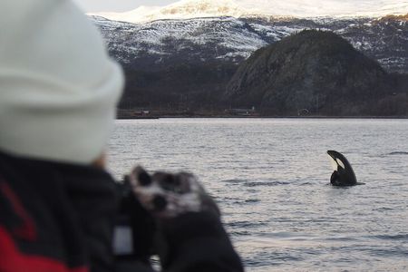 Small group Whale watching