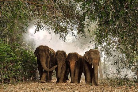 Ethical Elephant Sanctuary Experience with Hotel Pickup