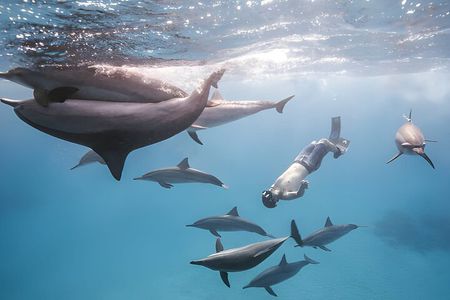 Marsa Alam Dolphin House Full Day Boat Trip Snorkeling Lunch