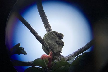 Sloth tour and Wildlife Encounter