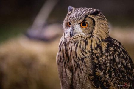 Picnic with limoncello spritz & Falconry Experience in Sorrento