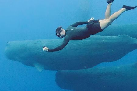 Mauritius Whales and Dolphin Watching Expedition