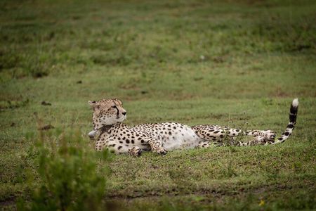 4-Day Pristine Tanzania Safari