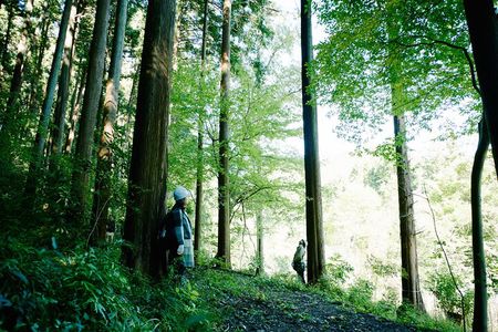 Trees & Tradition: The Living Forest Behind Japanese Architecture