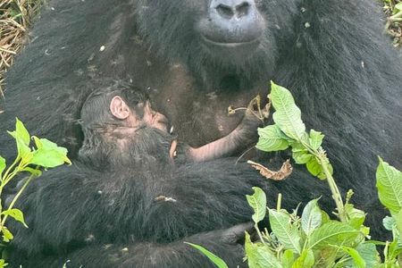 3 Days Gorilla trekking, Equator and Community Tour