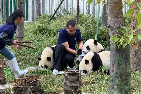 Chengdu: Volunteer Day Experience at Dujiangyan Panda base