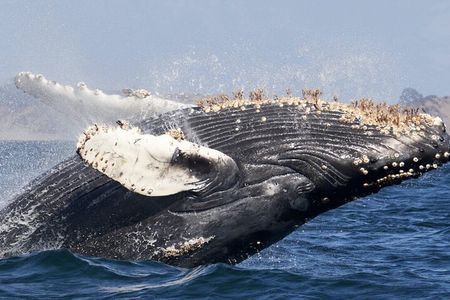 Luxury yacht Whale watching Cabo San Lucas
