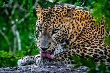 Yala National Park Safari Tours