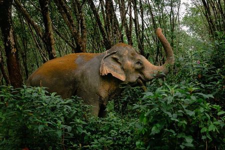 Khaolak Elephant Sanctuary, Cooking Class and Waterfall Tour