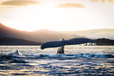Tromsø: Whale Safari by RIB Boat with Transfer