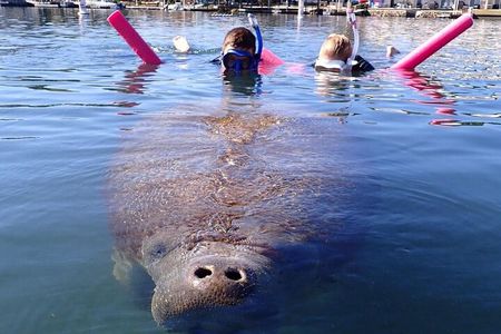3 Hour Small Group Manatee Swim Heated Boats Free Photos All Inc