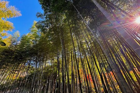 Tailored private Walking Tour in Kamakura with a Local Guide