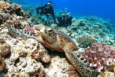 Okinawa: Naha: 1 day Kerama Islands experience diving/snorkeling 