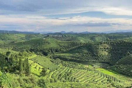Puer Tea Picking and Tasting Morning Trip