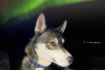 Rovaniemi Dog Sledding Adventure with Northern Lights
