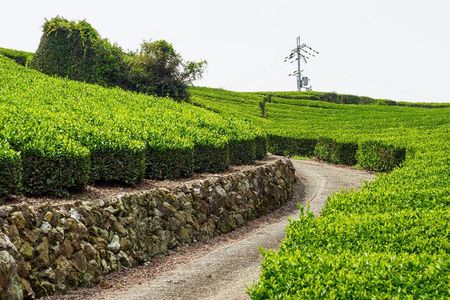 Full Day E Bike Tour through Kyotos Countryside