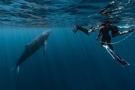 Shared Whale Expedition