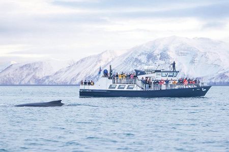 Húsavík: Family-Run Whale Watching Tour
