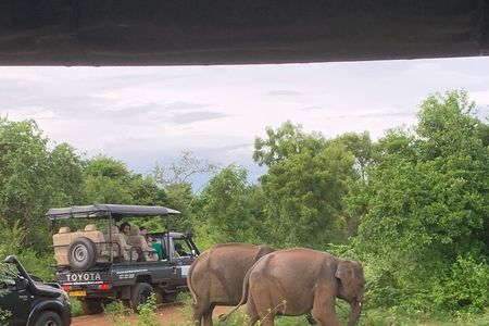 Udawalawa National Park Safari from Ahungalla,kosgoda,bentota