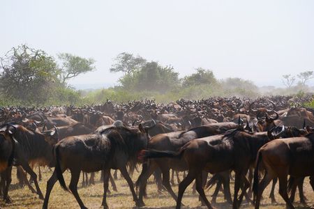 5 Days Great Migration Wonders Mid Luxury Safari Experience