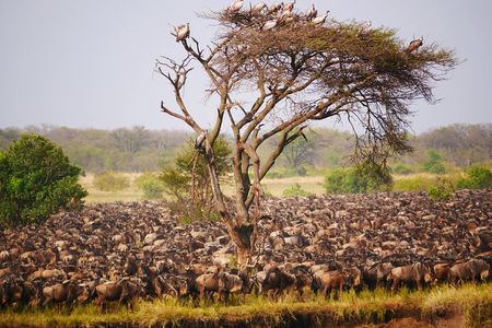 5 Day Explore the Wonders of Calving Season Mid Range Adventure