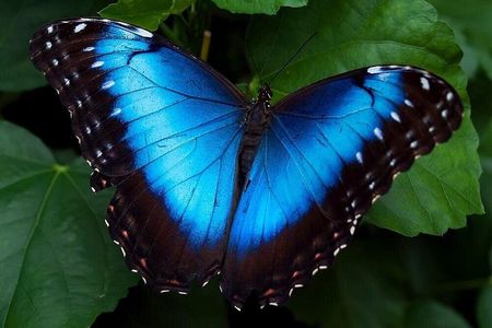 Wildlife adventure: Monkeys, Sloth Sanctuary, Butterfly Garden