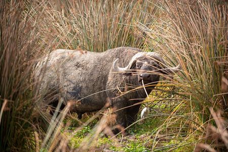 2 Day Tarangire and Ngorongoro Safari Adventure
