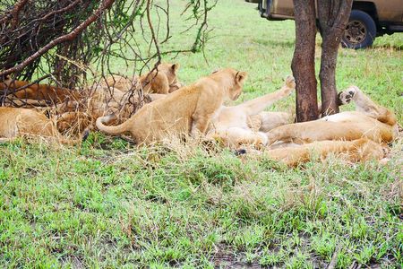 3-Day Tarangire, Ngorongoro & Lake Eyasi Safari (Hadza Experience