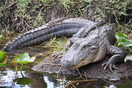 Everglades Airboat Experience – Wildlife & Wetlands