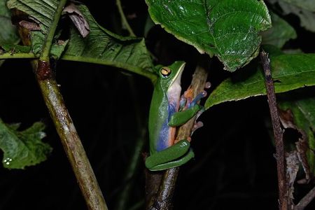 Night Walk Tour in Monteverde