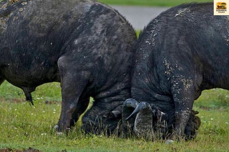 8 Day Private Safari Tour Across Tanzania’s Wildlife Wonders