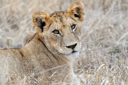 2-Day Selous Safari from Zanzibar