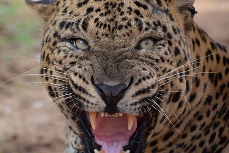 Yala National Park Safari Tours - Half Day & Full Day