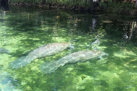 Kings Bay Wildlife Eco Tours (Manatee Season!)