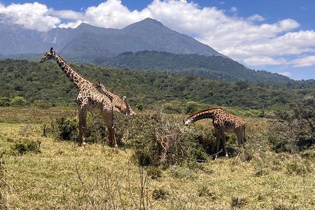 4 days of Wildlife and Mountain Experience in Arusha
