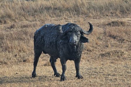 Safari 3days From Zanzibar To Mikumi National Park by ferry