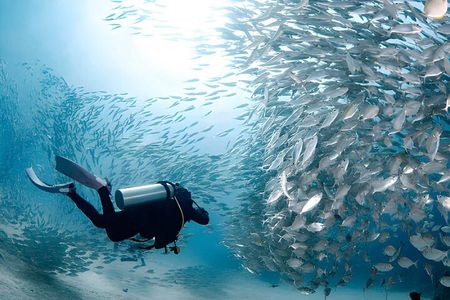 Scuba Diving Full Day Boat Trip W/Lunch & Transfer from Hurghada