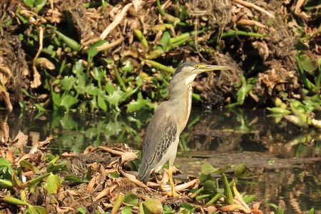 Bird watching in Bogota wetlands with Bakata Bird