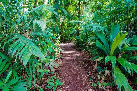 Self Guided Rainforest Hike at Monkey Park