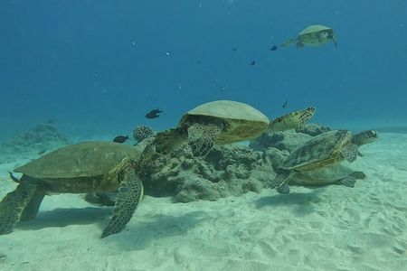 Waikiki Turtle Canyon Snorkeling Adventure