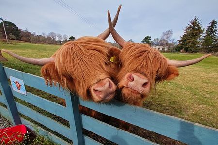 Private Luxury North Route Invergordon Shore Excursion